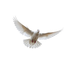 Fototapeta premium Flying White Dove
