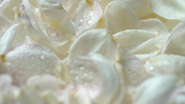 Fresh jasmine petals with water drops moving slowly, jasmine petals macro shot, white petals close up
