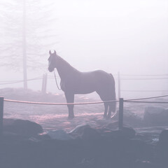 Obraz premium A realistic image of a full-body horse in motion.