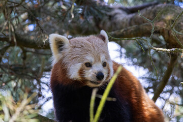 Fototapeta premium Panda Roux