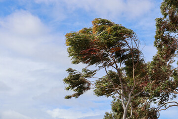 eucalyptus tree in wind and sky