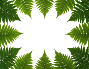 Intricate fern mandala design