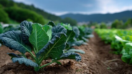 Cultivating fresh kale in a picturesque farm landscape agricultural content nature's bounty close-up perspective