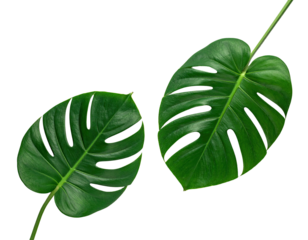 Lush, deep green monstera leaves on black background
