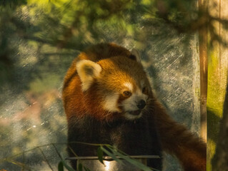 Fototapeta premium Panda Roux