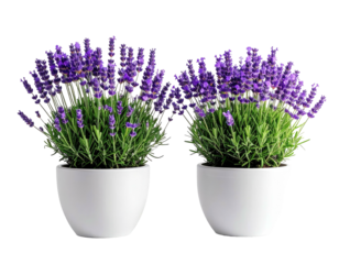 Two lavender plants in white pots