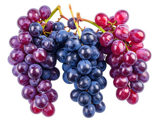 Fototapeta premium A cluster of red and blue grapes