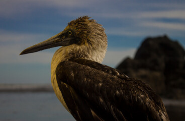 Sea bird Pacific Ocean