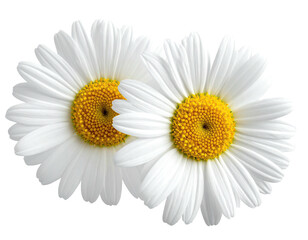 Obraz premium Two white daisies close up