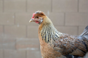 Outdoor close up view of a single domestic chicken