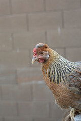 Outdoor close up view of a single domestic chicken