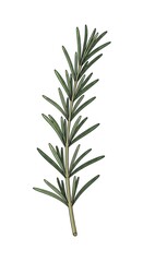Obraz premium Rosemary sprig isolated.