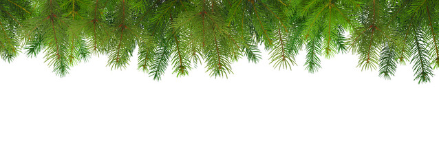 Fresh evergreen branches ready for holiday decorating, isolated, PNG © Atlas