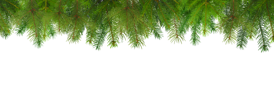 Fresh evergreen branches ready for holiday decorating, isolated, PNG