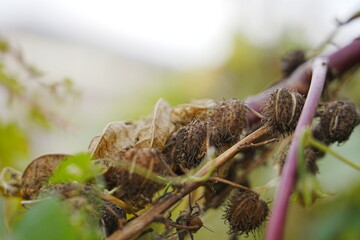 The red castor grows outdoors