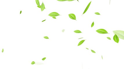 Flying Green leaves over black background. Element Overlay, eaf falling. chroma key background,
Green natural tea leaves with alpha channel, 3d rendering. Maple green leaf falling background.