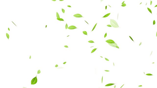 Flying Green leaves over black background. Element Overlay, eaf falling. chroma key background,
Green natural tea leaves with alpha channel, 3d rendering. Maple green leaf falling background.