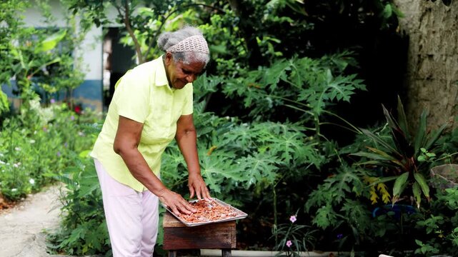 Senior afro latina woman drying cacao seeds to prepare chocolate in Venezuela - Traditional production concept