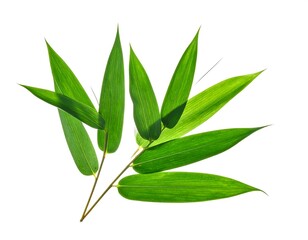 Fototapeta premium Close-up of vibrant green bamboo leaves