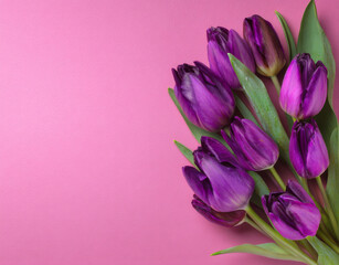 Fototapeta premium Beautiful purple tulips arranged elegantly on soft pink background, creating vibrant and cheerful atmosphere