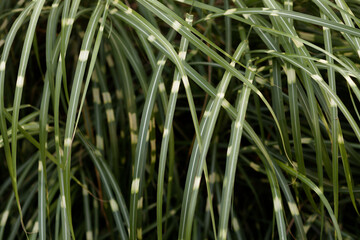 Zebra grass close-up, striped foliage study