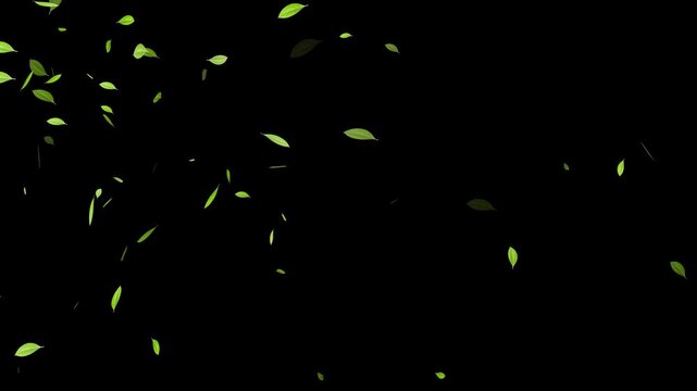 green tea leaves isolated loop trail alpha channel animation, Green natural tea leaves with alpha channel,
Leaves falling animation on green screen 4k. 4k animation of a spring season background 