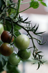 Close-up of unripe and ripening cherry tomatoes on the vine