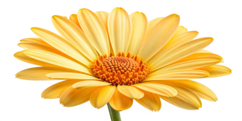 Yellow Daisy Flower Isolated on Transparent Background, High-Resolution Macro Photography
Close-Up Macro of Vibrant Yellow Daisy with Detailed Petals and Center on Transparent Background