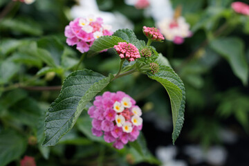 Lantana camara flowers close-up
