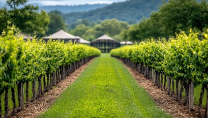 Naklejka premium Lush vineyard rows lead to structures under a hazy mountain