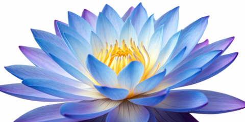 Ultra-Detailed Blue and Purple Lotus Flower with Golden Center Isolated on Transparent Background
High-Definition Close-Up of Blooming Lotus Blossom with Vibrant Colors and Sharp Focus