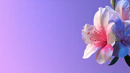 Close-up of delicate white & pink flowers, highlighted against a soft purple background