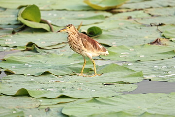 Birds and ducks in the Lake