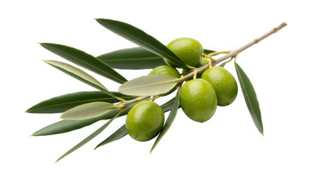 Fresh green olives on a branch with leaves isolated for culinary use isolated on transparent background
