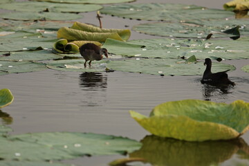 Birds and ducks in the Lake