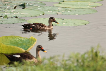 Birds and ducks in the Lake
