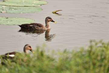 Birds and ducks in the Lake