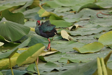 Birds and ducks in the Lake