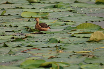 Birds and ducks in the Lake