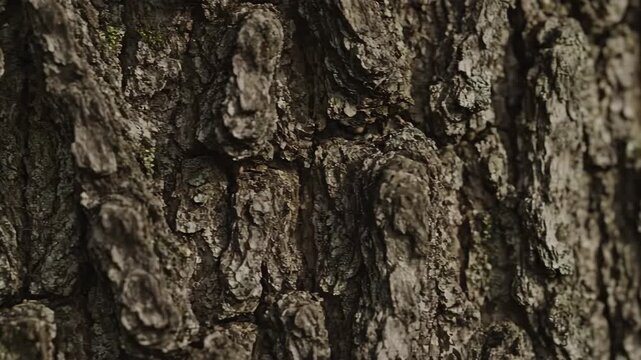 Dynamic Close-up: Intricate Tree Bark Texture Reveals Perfectly Camouflaged Snake in Natural Habitat