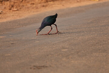 Birds and ducks in the Lake