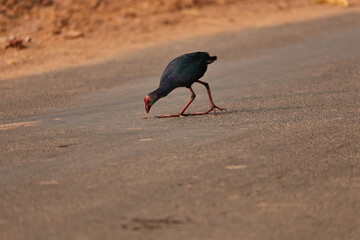Birds and ducks in the Lake