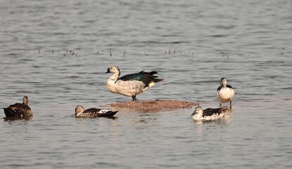 Birds and ducks in the Lake