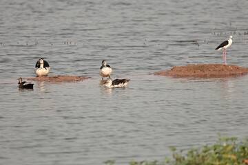 Birds and ducks in the Lake
