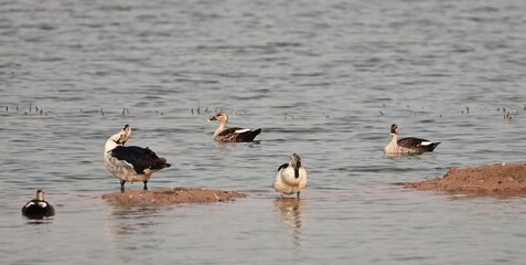 Birds and ducks in the Lake