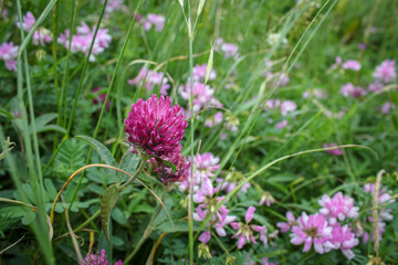 Pink clover in a field among green grass and flowers
