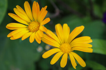 Two yellow calendula flowers on a green background in close-up