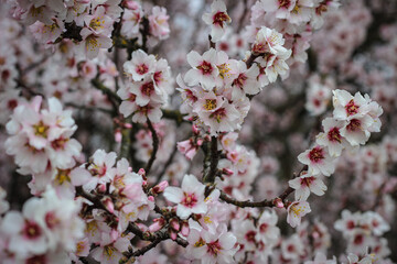 Blooming almond tree branches with delicate white and pink flowers