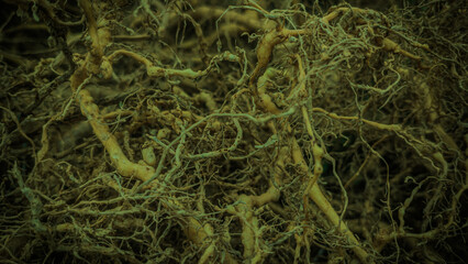 Pile of roots makro illustration photography