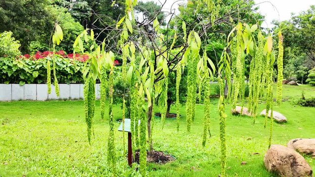 Phyllodium longipes, a tropical shrub native to South China, filmed in vivid 4K natural light, showcasing its elongated leaves, habitat, and ecological role. Ideal for botany education, plant research
